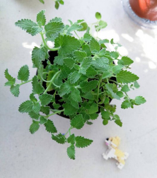 猫薄荷是什么东西