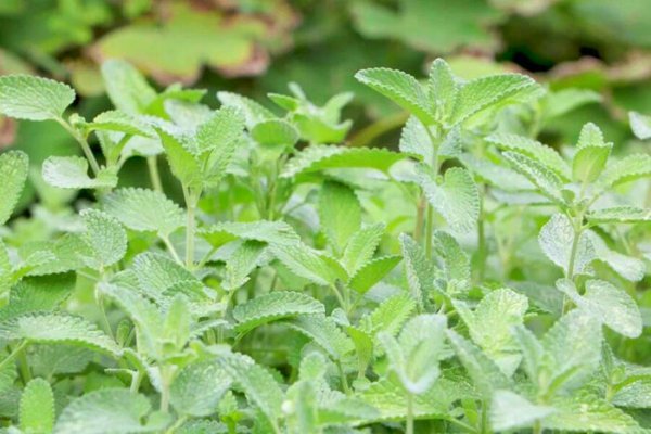 猫薄荷是什么东西