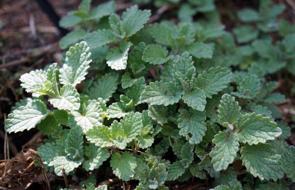 猫薄荷是什么东西