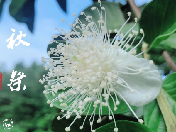 坟头上长什么草出大官