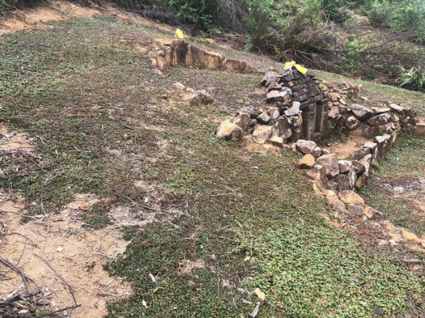 坟头上长什么草出大官