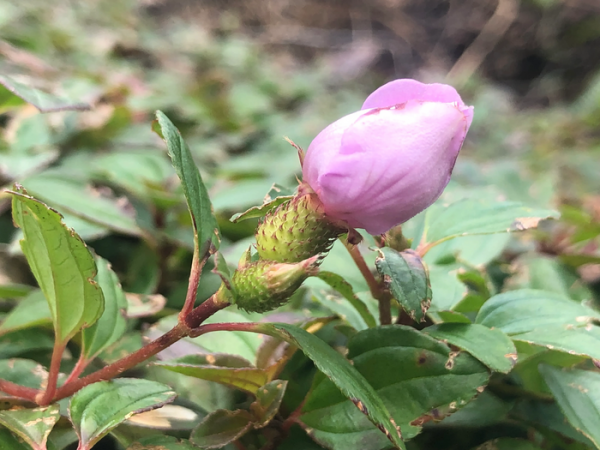 坟头上长什么草出大官