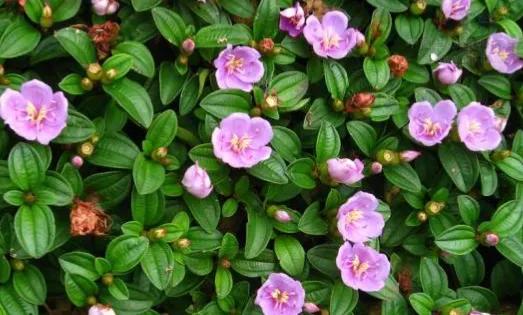 坟头上长什么草出大官