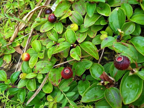 坟头上长什么草出大官