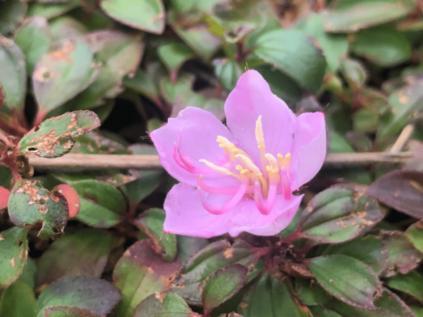 坟头上长什么草出大官