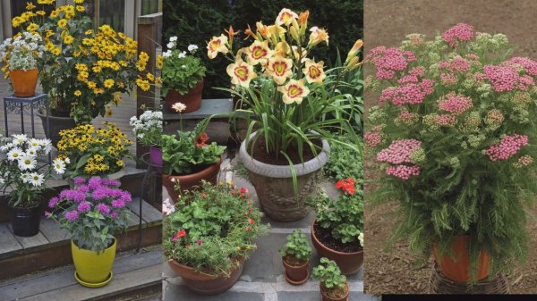 夏天开什么花名字图片