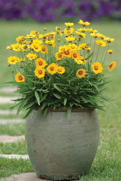 夏天开什么花名字图片