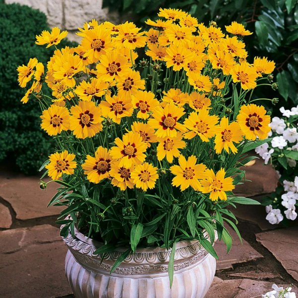 夏天开什么花名字图片