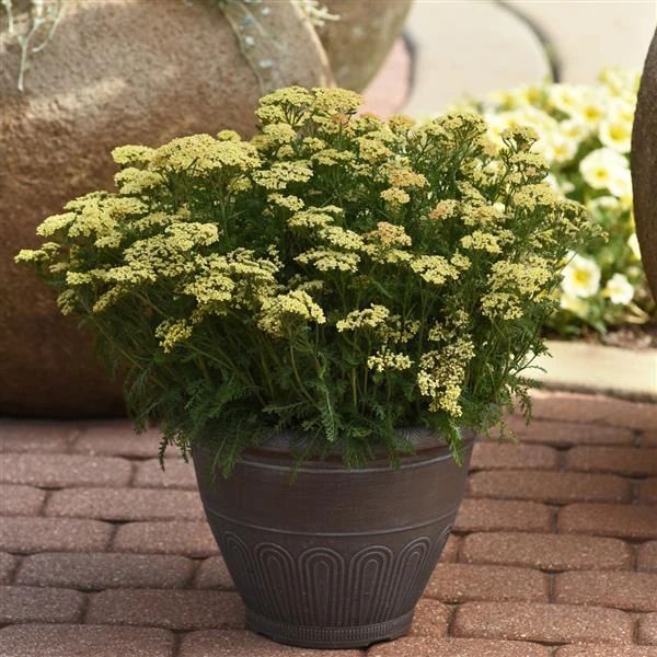 夏天开什么花名字图片