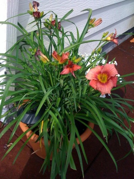 夏天开什么花名字图片