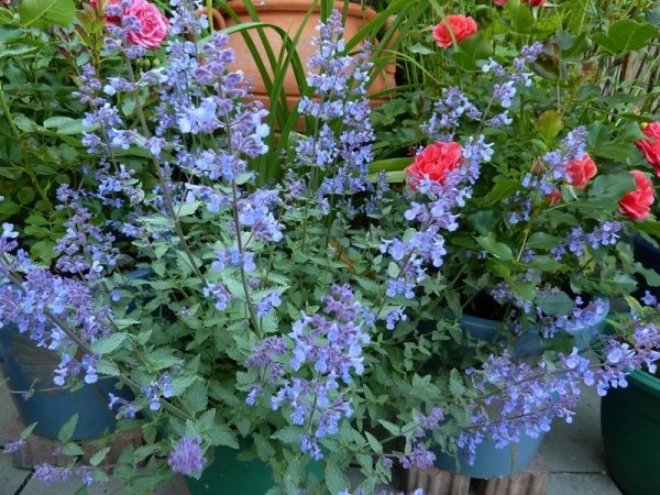 夏天开什么花名字图片