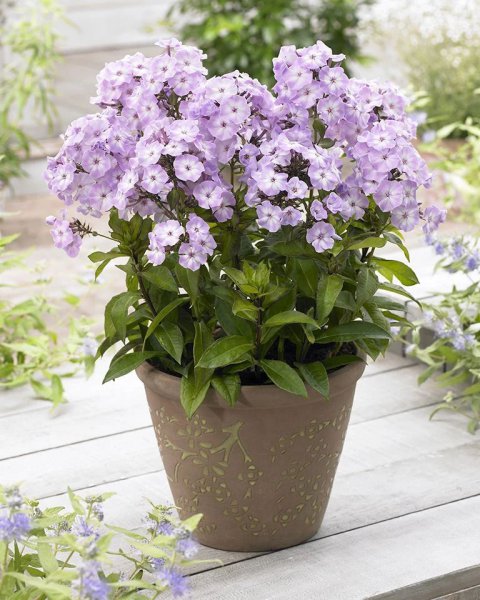 夏天开什么花名字图片