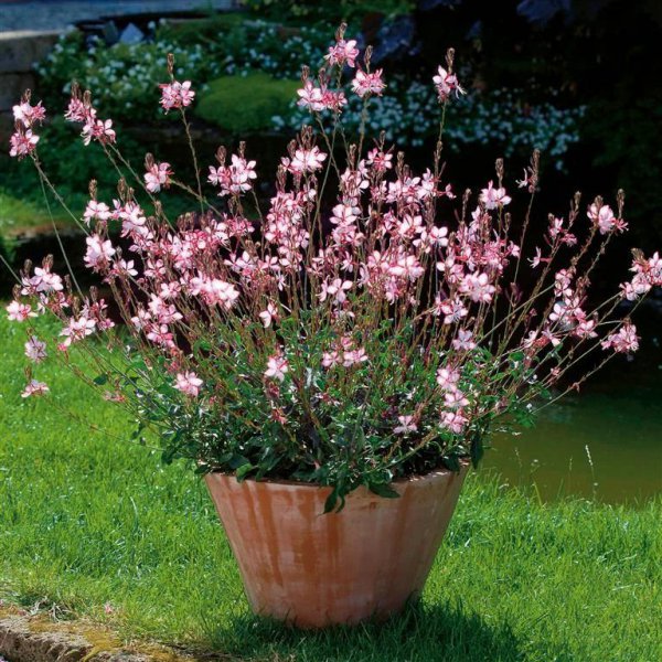 夏天开什么花名字图片