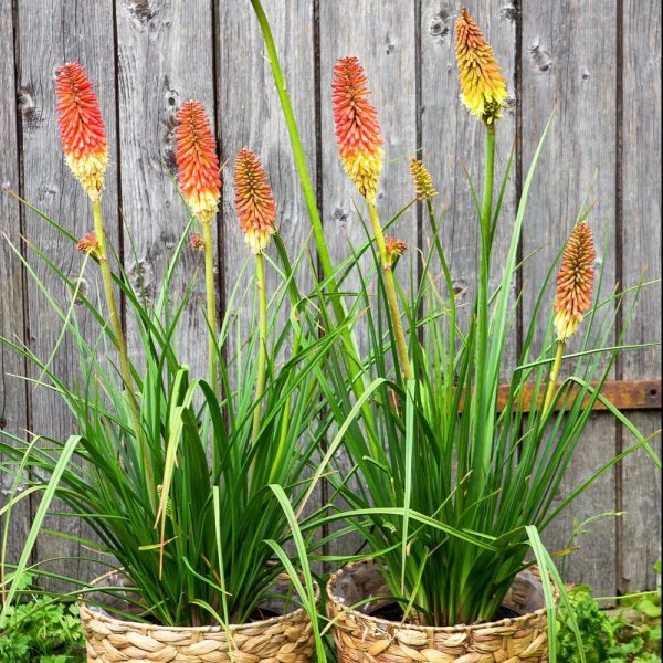 夏天开什么花名字图片