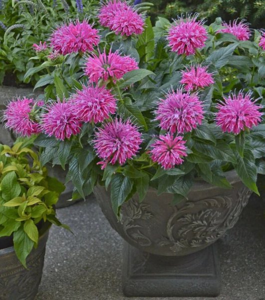 夏天开什么花名字图片