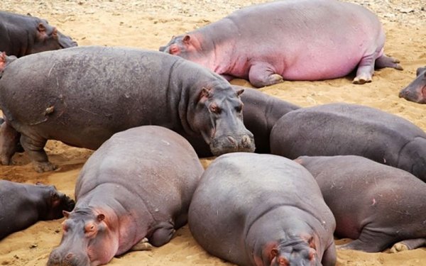 河马吃什么食物