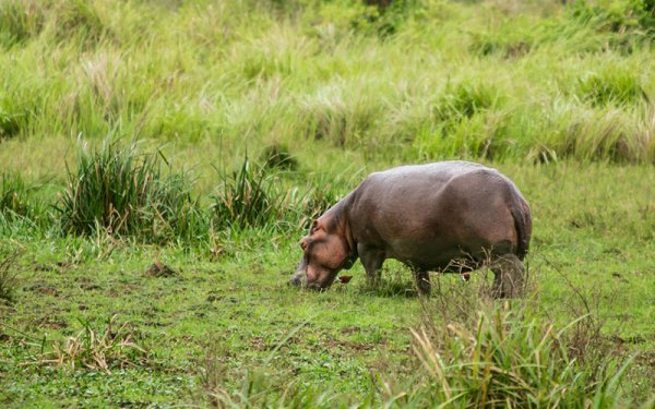 河马吃什么食物