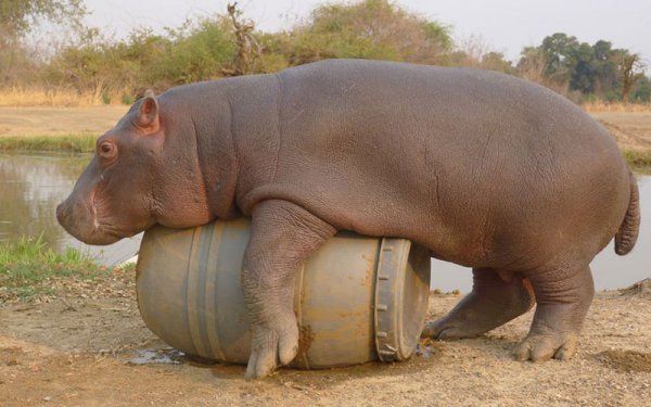 河马吃什么食物