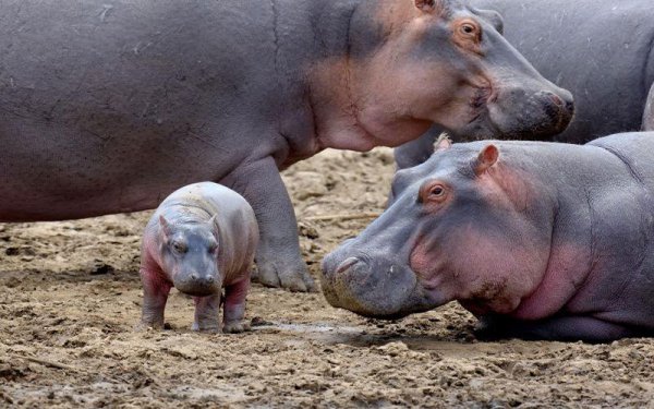 河马吃什么食物