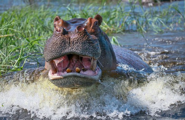 河马吃什么食物