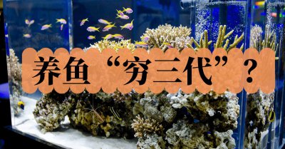 养鱼穷三年为什么 常说养鱼开缸穷三代什么意思