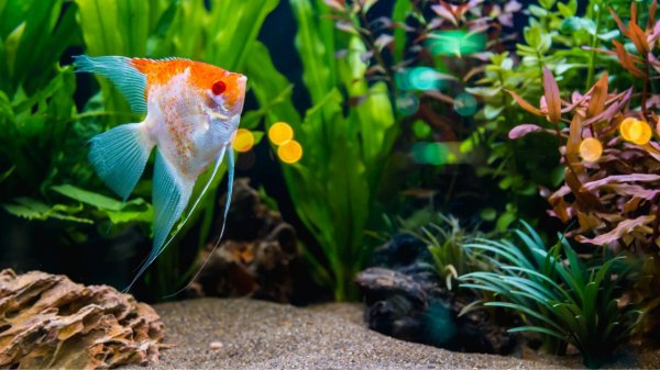 养鱼穷三年为什么