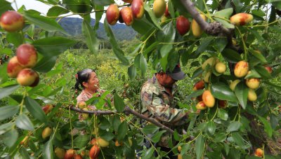 水果含糖量高的水果排名 6种常见水果含糖量大排名