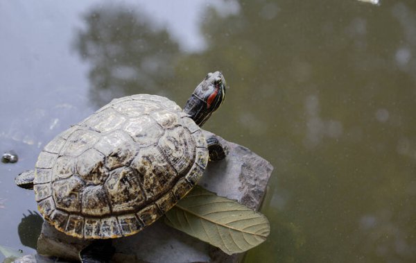 金鱼和乌龟能一起养吗