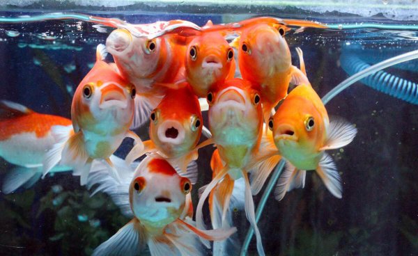 鱼缸连续死鱼什么原因导致的