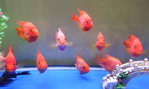 鱼缸连续死鱼什么原因导致的