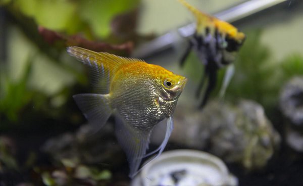 鱼缸连续死鱼什么原因导致的