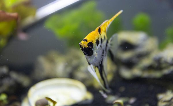 鱼缸连续死鱼什么原因导致的