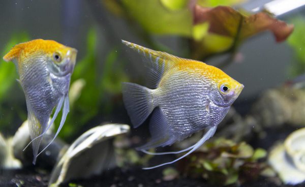 鱼缸连续死鱼什么原因导致的