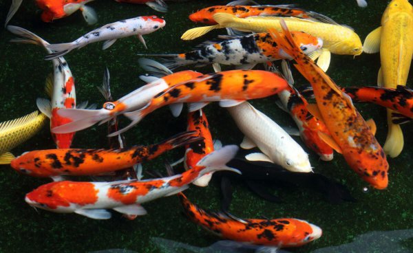 鱼缸连续死鱼什么原因导致的