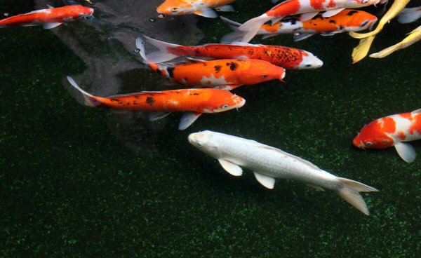 鱼缸连续死鱼什么原因导致的