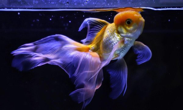 鱼缸连续死鱼什么原因导致的