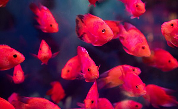 鱼缸连续死鱼什么原因导致的