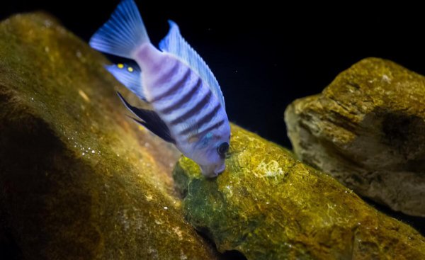 鱼缸连续死鱼什么原因导致的