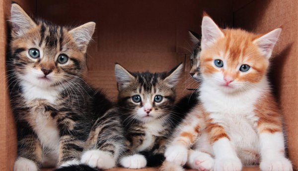 幼猫是几个月到几个月长得最快