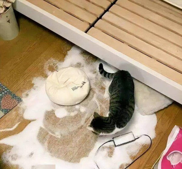 幼猫是几个月到几个月长得最快