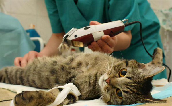 幼猫是几个月到几个月长得最快