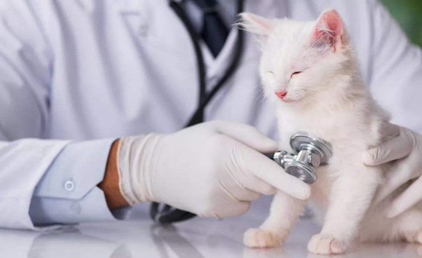 幼猫是几个月到几个月长得最快