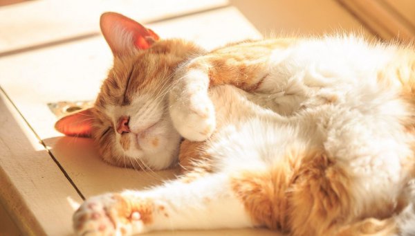 幼猫是几个月到几个月长得最快