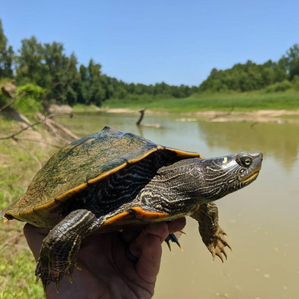 地图龟吃什么食物最好