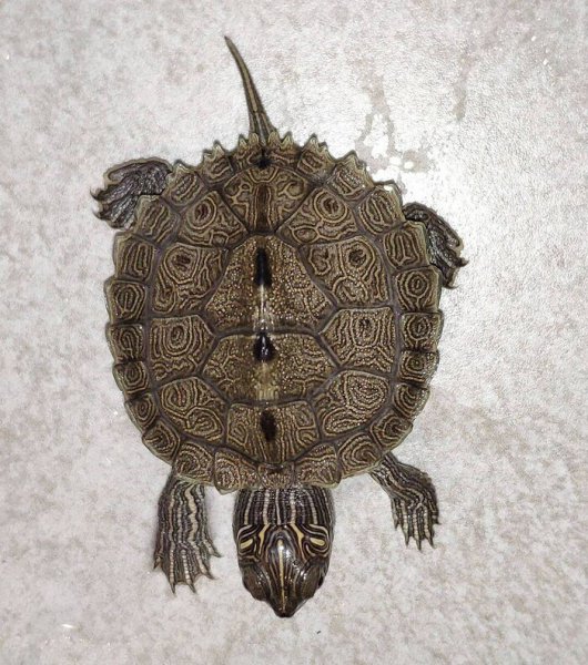 地图龟吃什么食物最好