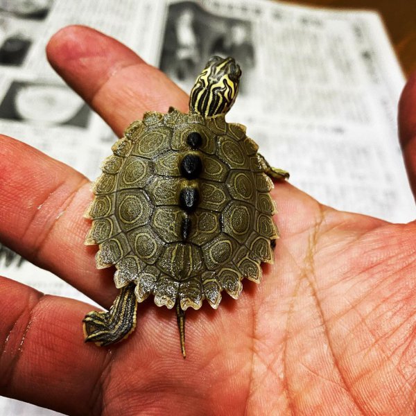 地图龟吃什么食物最好