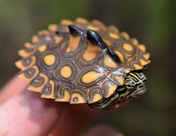 地图龟吃什么食物最好