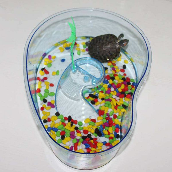 地图龟吃什么食物最好