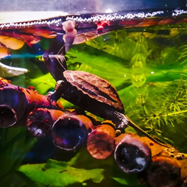 地图龟吃什么食物最好