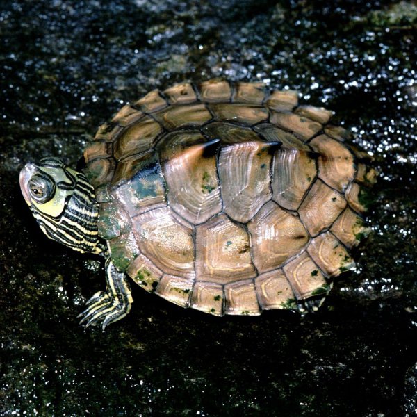 地图龟吃什么食物最好